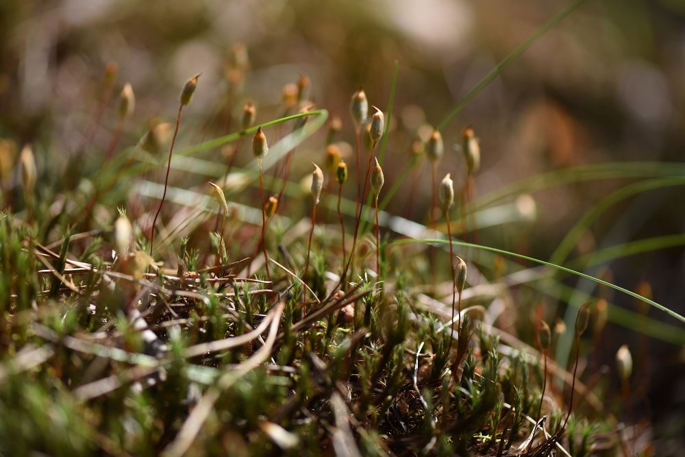 Photograph by Семен Батов