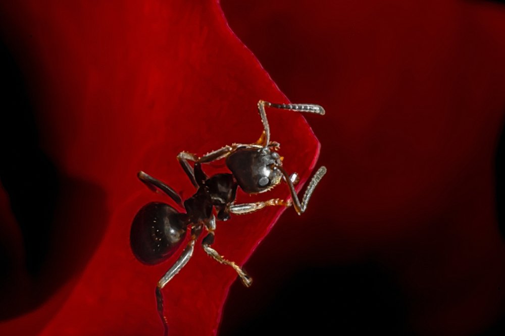 Photograph by Serhij Kharchenko