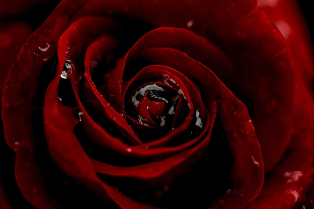 Photograph by Serhij Kharchenko