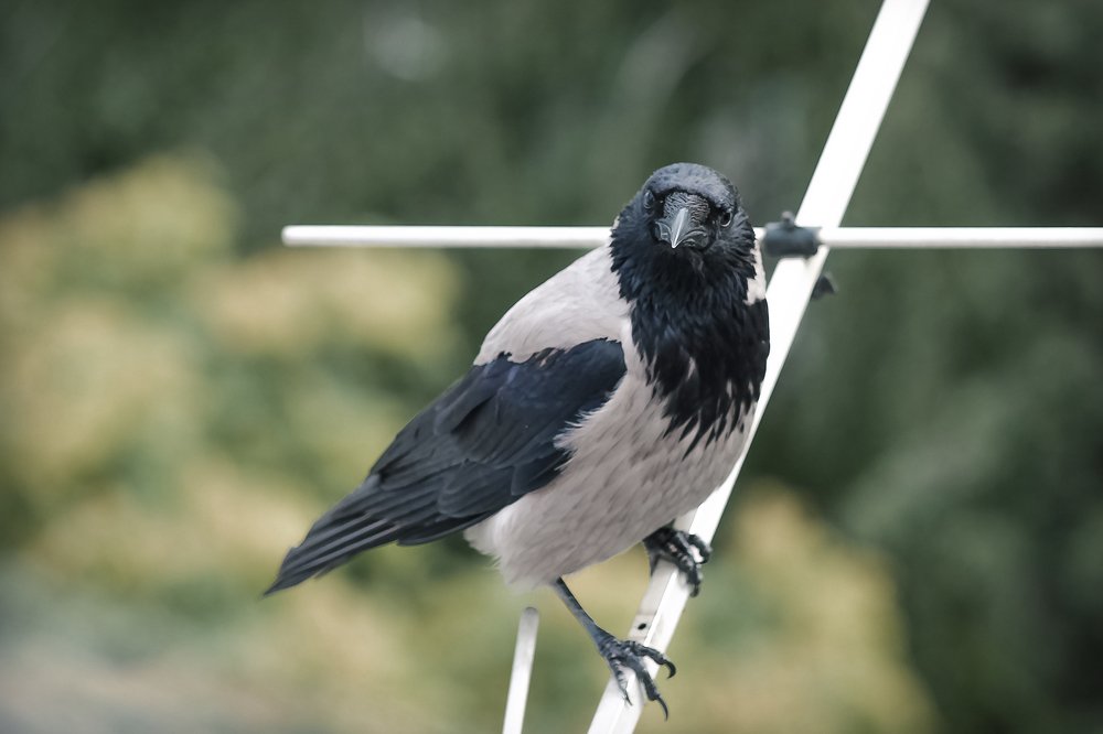 The neighborhood raven
