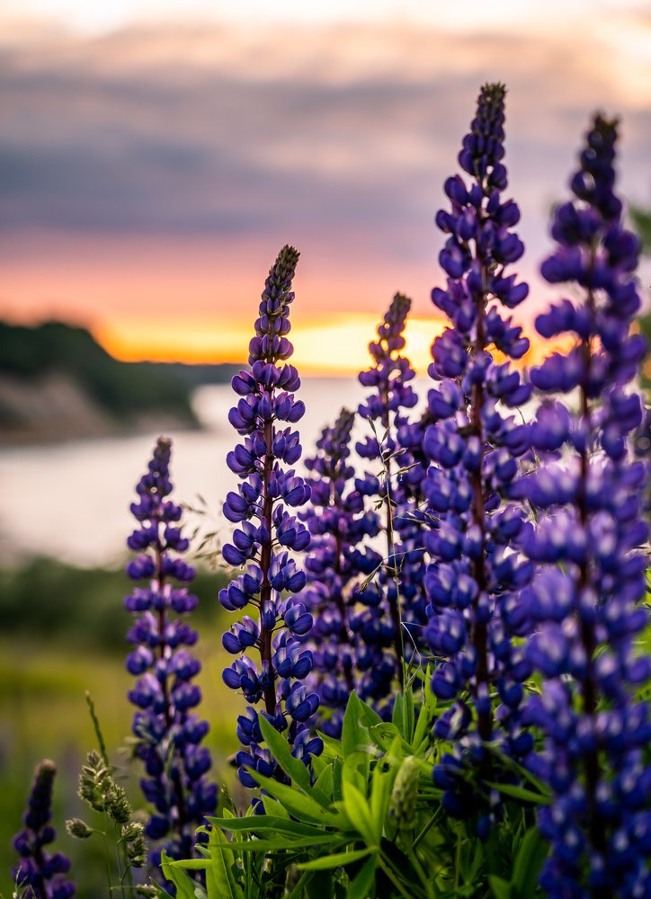 Люпины на Закате
