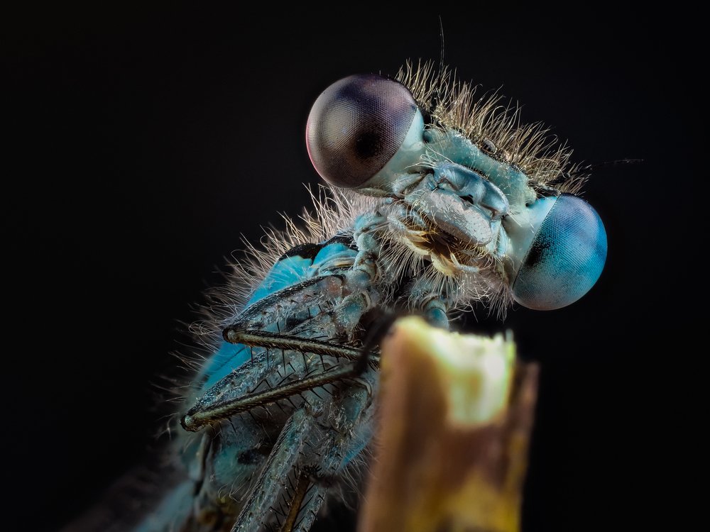 Разноглазка.