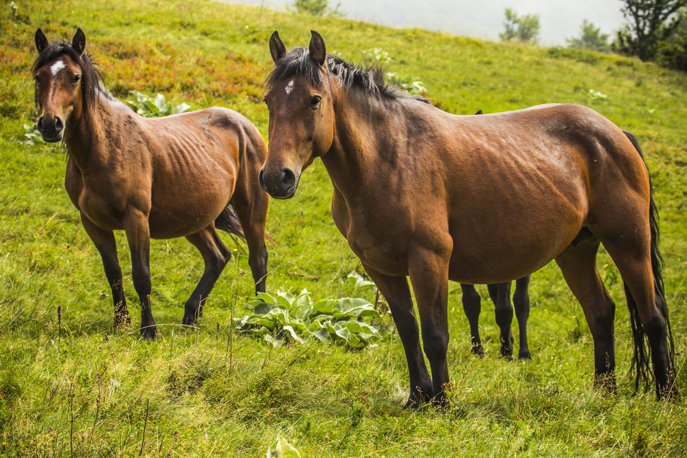 Photograph by Jelena Potrebic