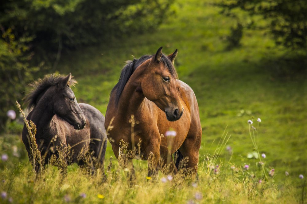 Photograph by Jelena Potrebic