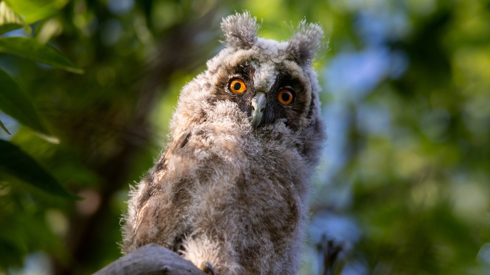 Little long-eared owl