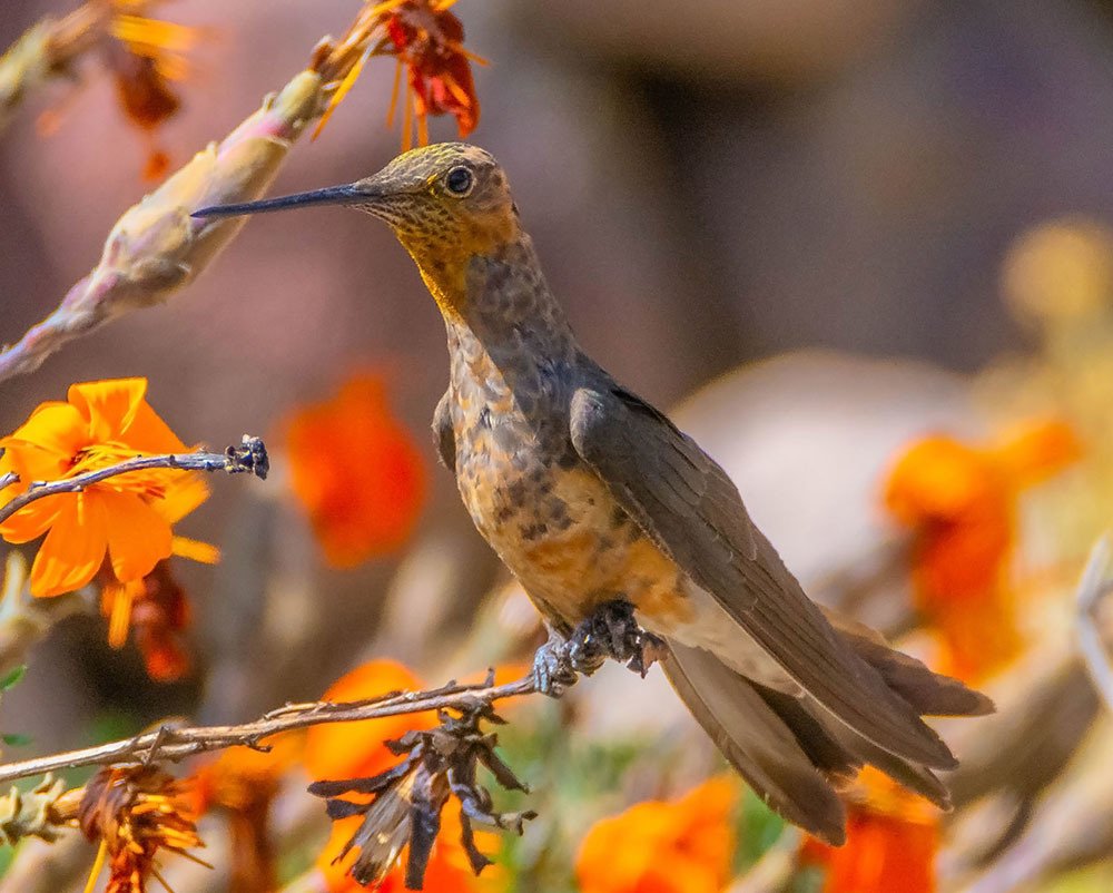 Picaflor Gigante ( Patagona gigas )