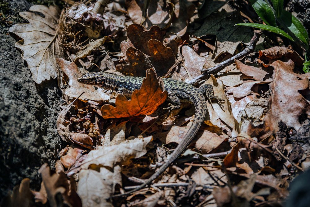 Крымской горы хозяйка