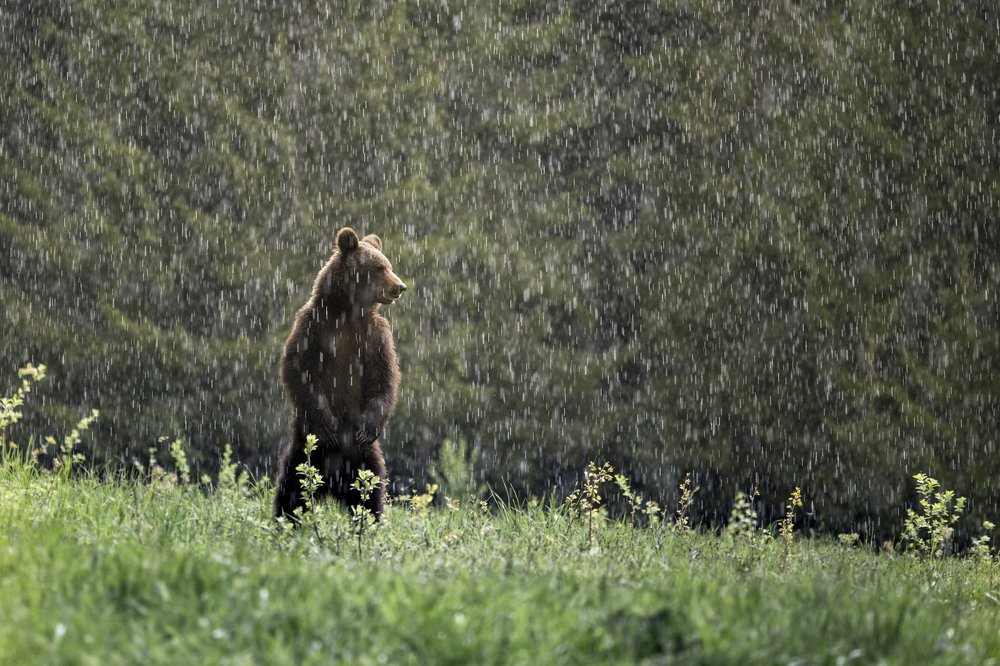 Photograph by Daniela Stancioiu