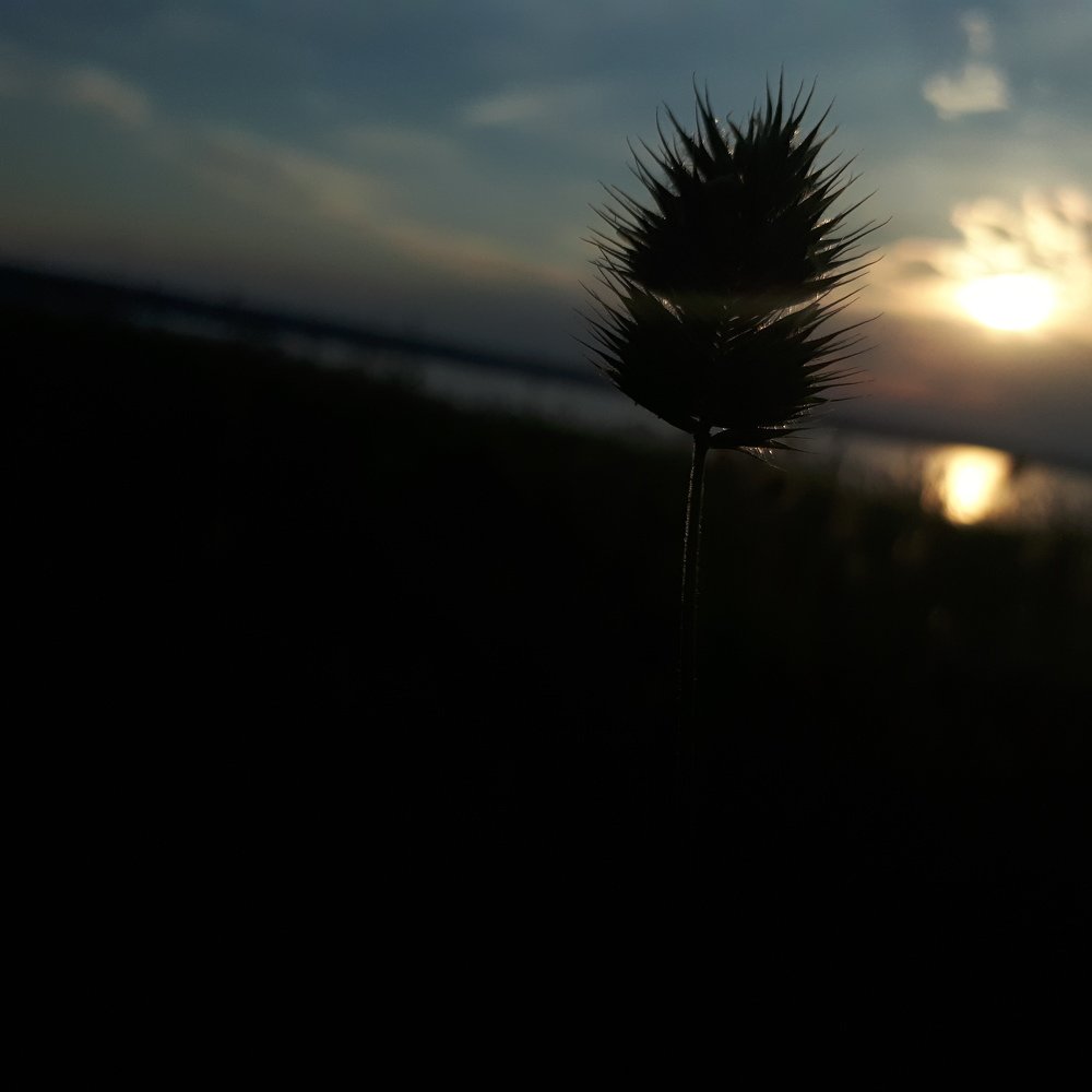 Прилиманское чудовище