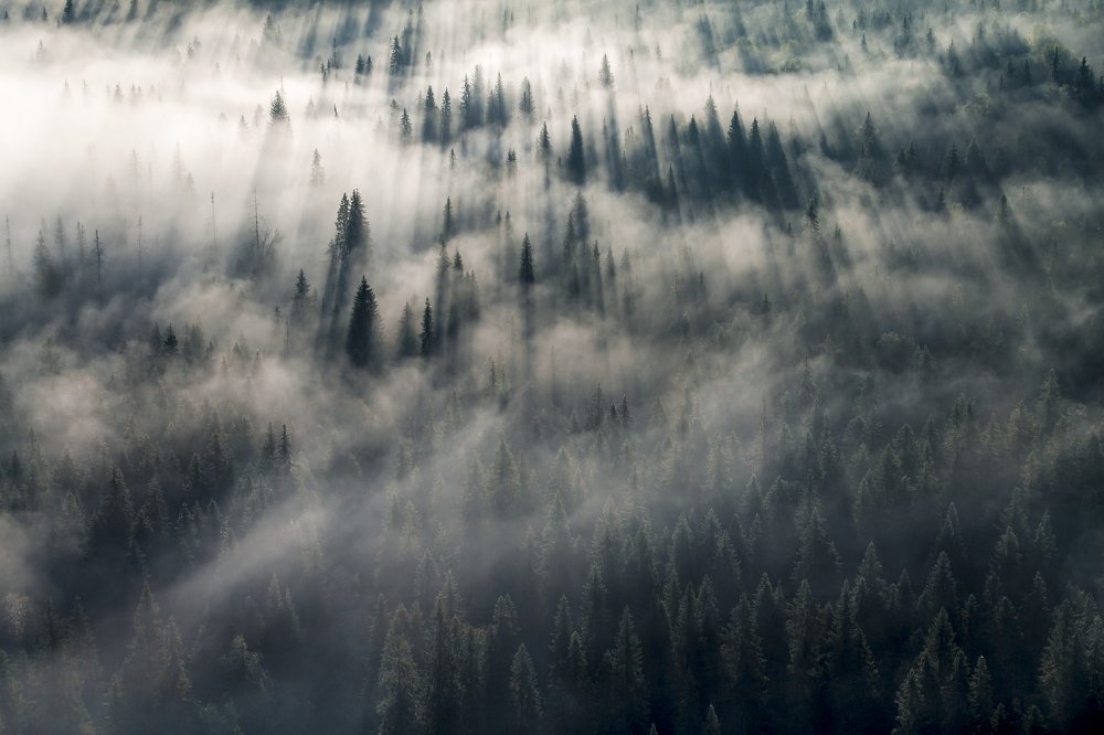 Утренний туман