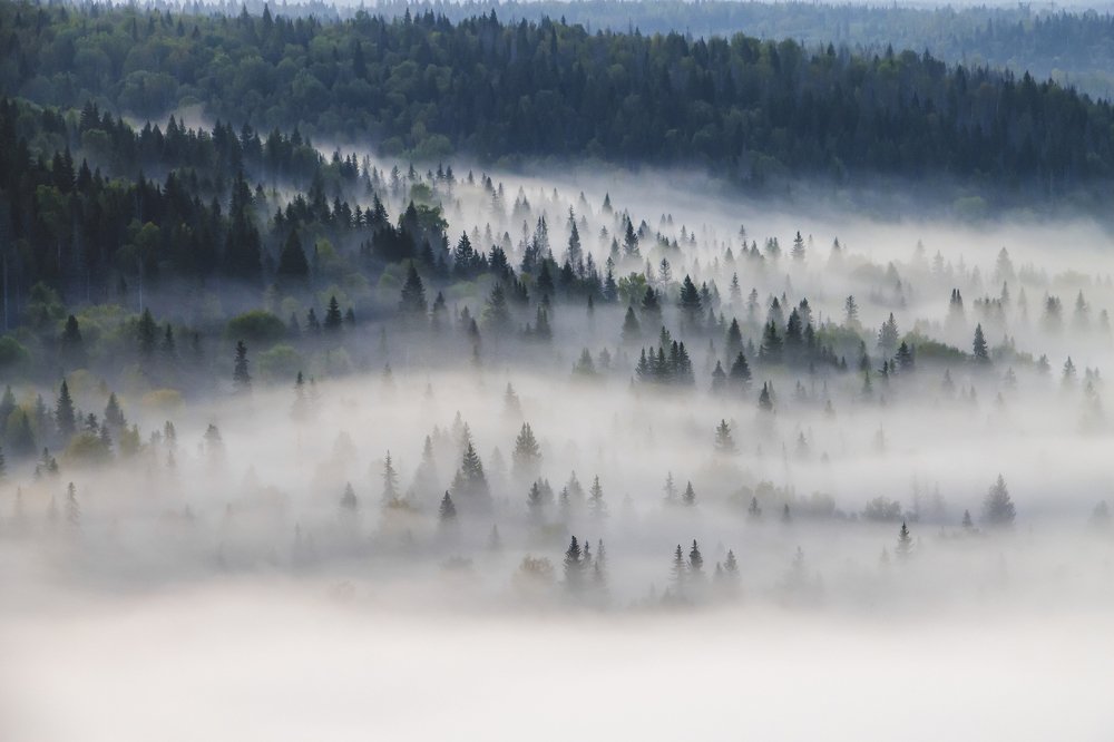 Утренний туман