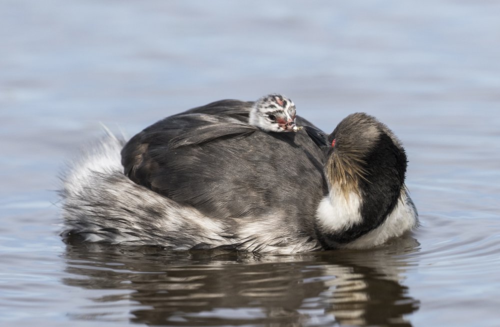 Silvery Grebe feeding chick