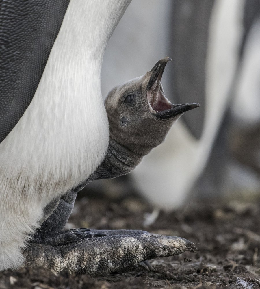 King Penguin chick