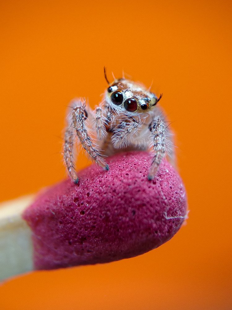 Spider on a matchstick.