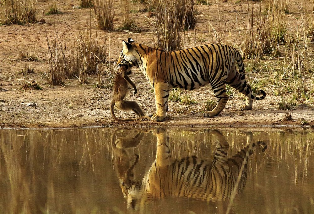 Reflecting the hunting skills.