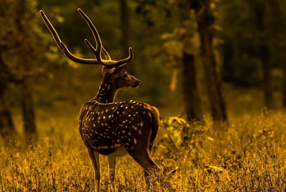 The Golden Stag-Light