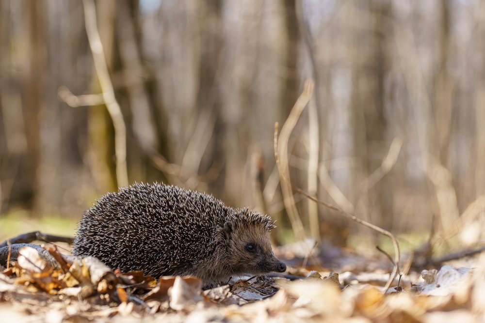 Photograph by Кузнецов Дмитрий