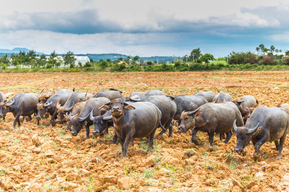Вожак стаи .