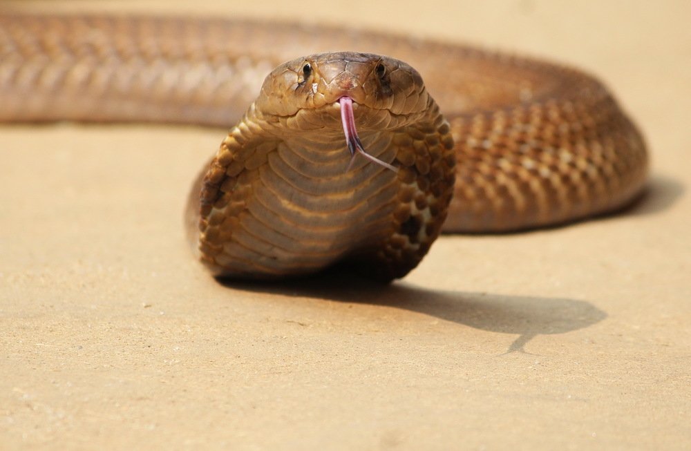 Photograph by Shankha Debnath