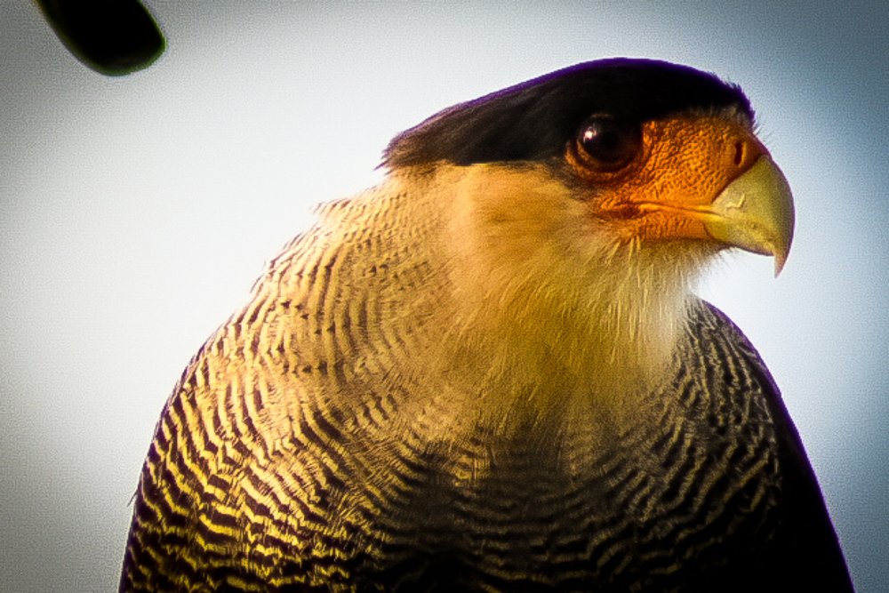 Photograph by Carlos Barría