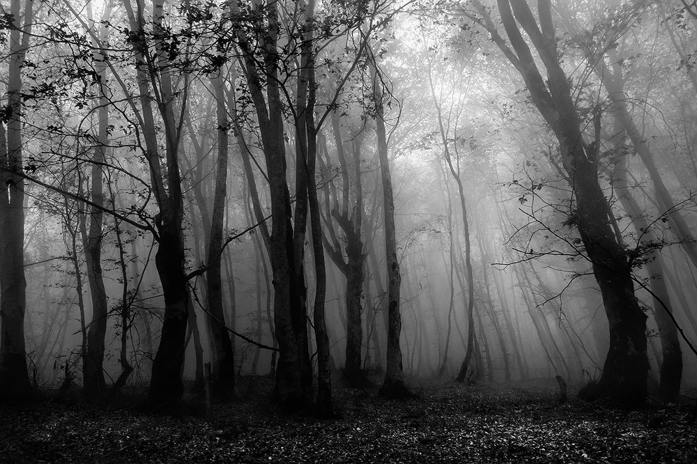 Фотография автора ziba alirezaei58