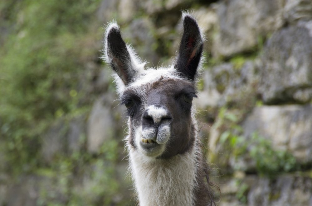 Photograph by Галина Михоношина