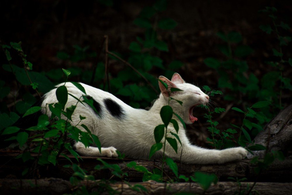 Photograph by Darja Stojanovic