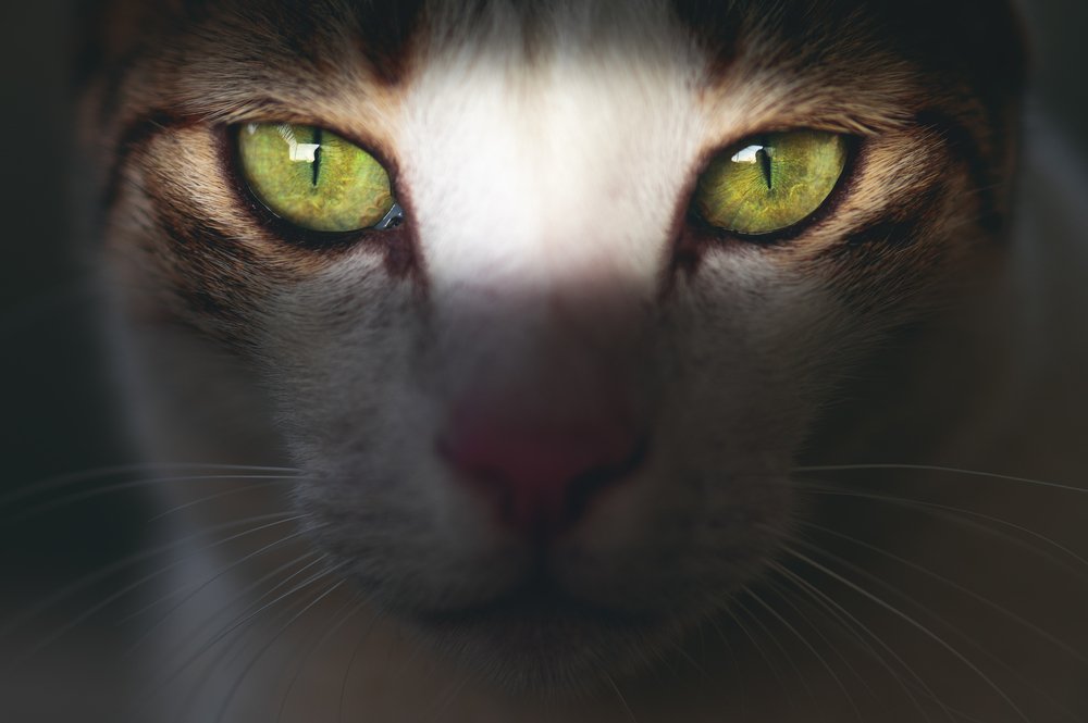 My kitty has gorgeous eyes ❤️