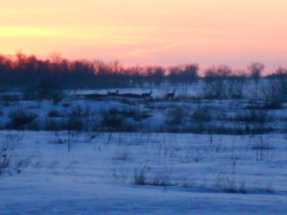 Косули