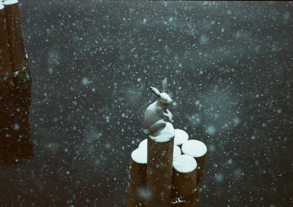 Photograph by Roman Alezandroff