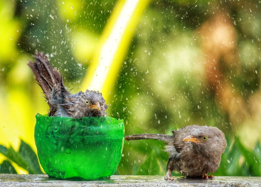 Two bird enjoying bath in the summer