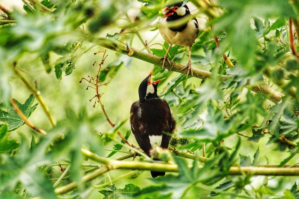 Two bird playing each other
