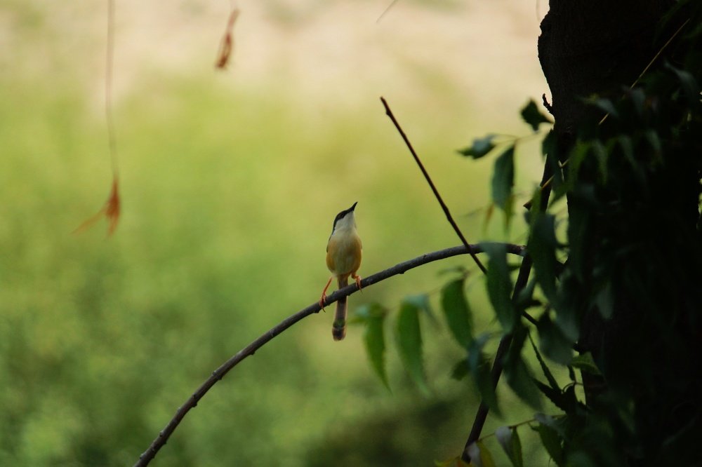 A little bird on a tree