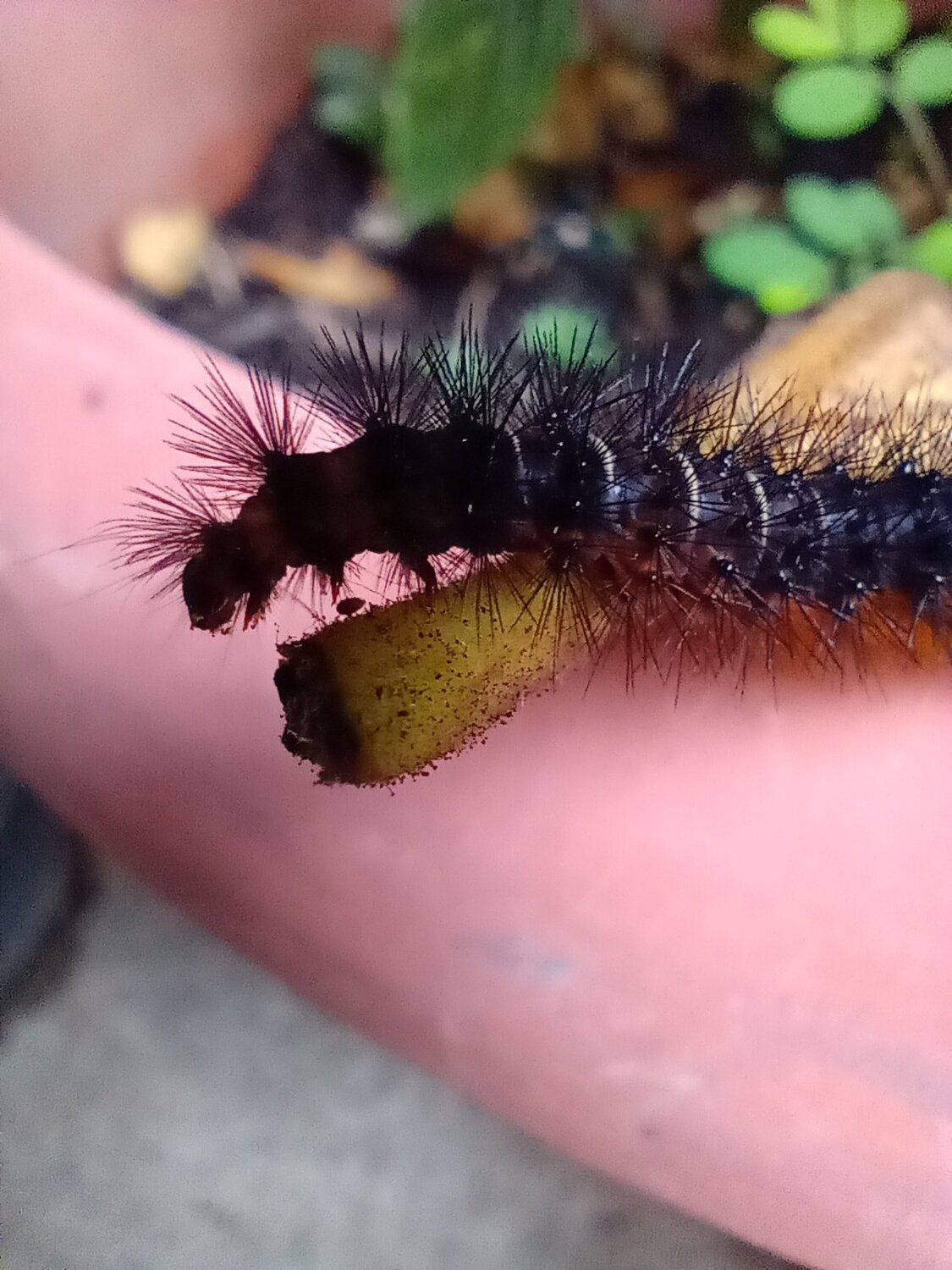 Caterpillar