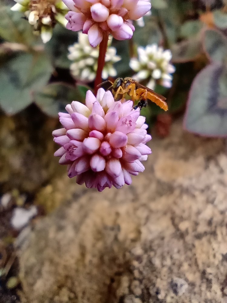 Busy Bee