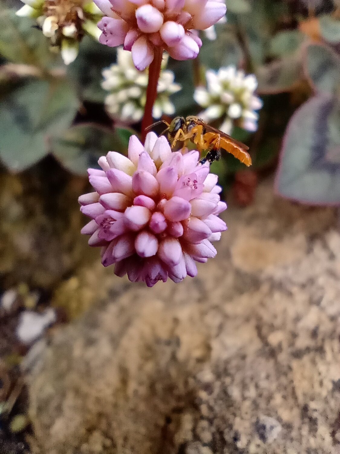 Busy Bee