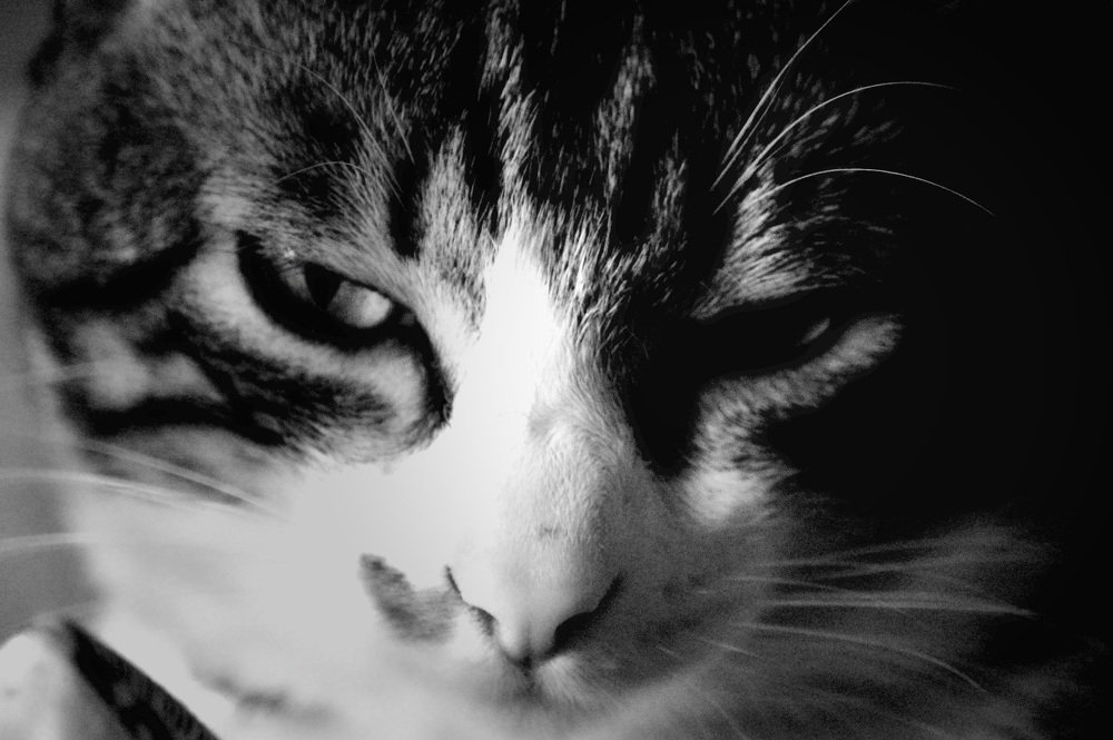 Photograph by Francisco Ferreira