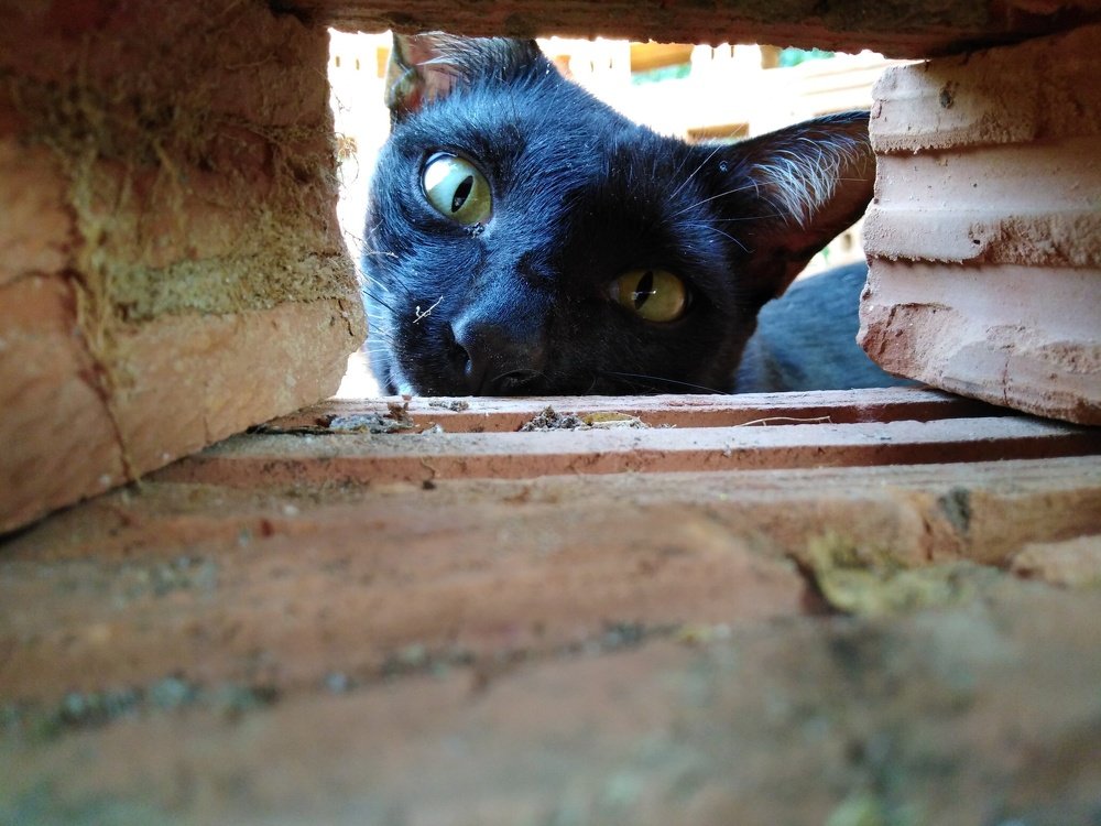 Photo #4688073