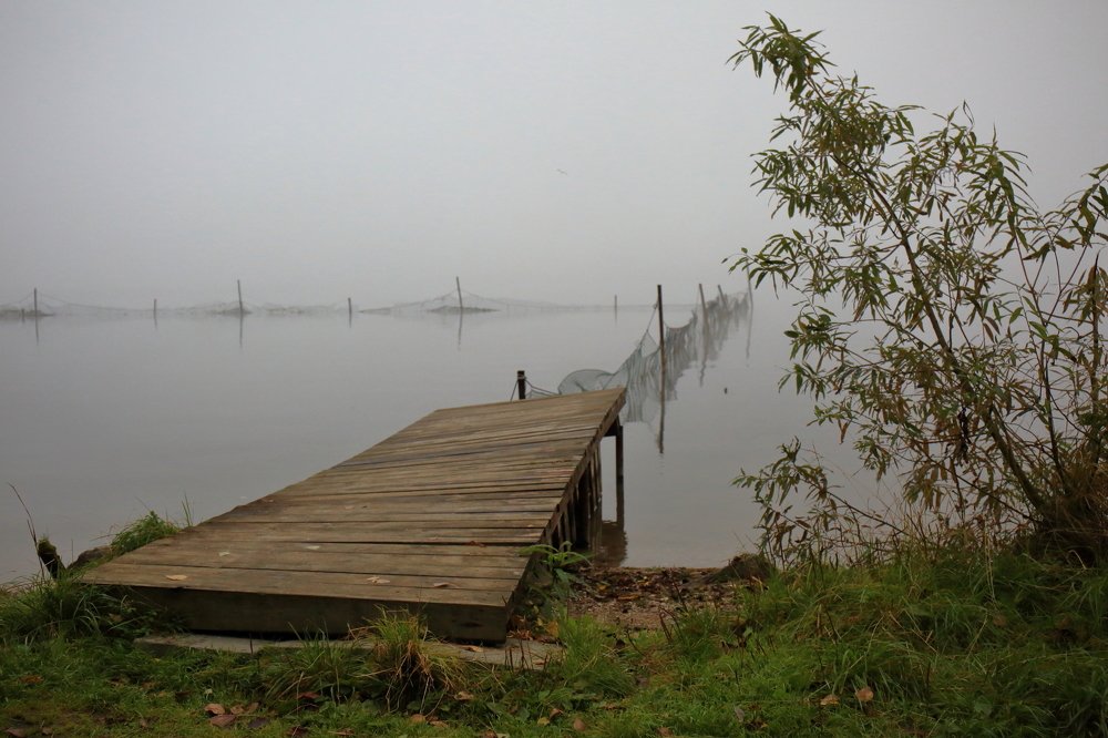 Утро, туман