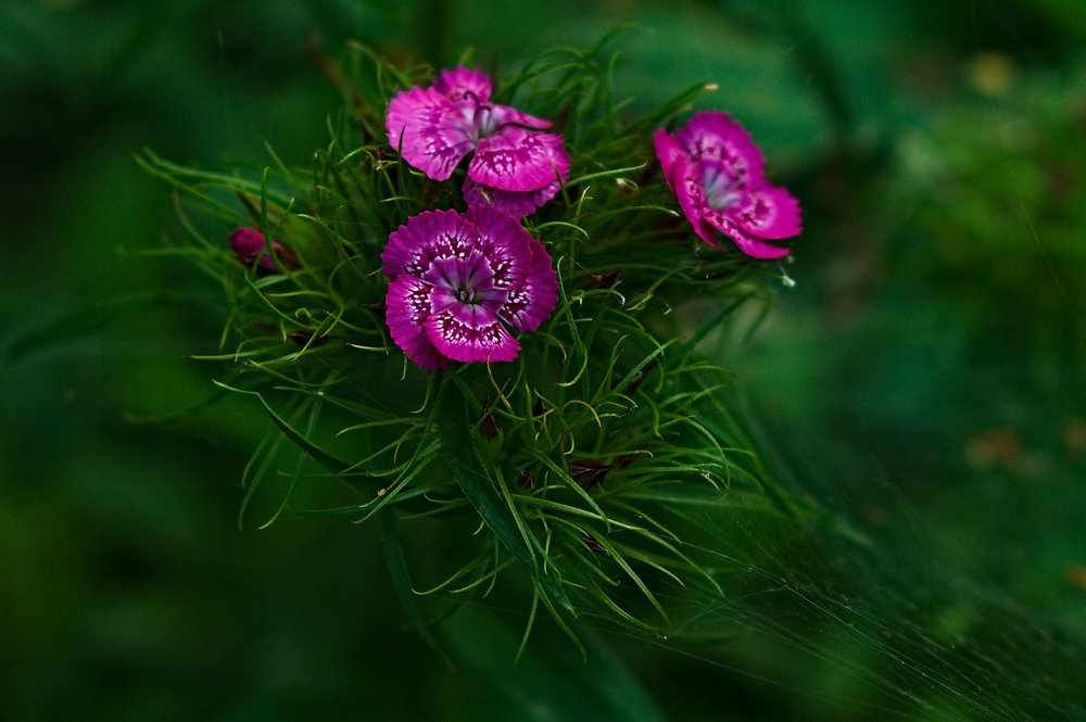 Photograph by Евгений Козлов