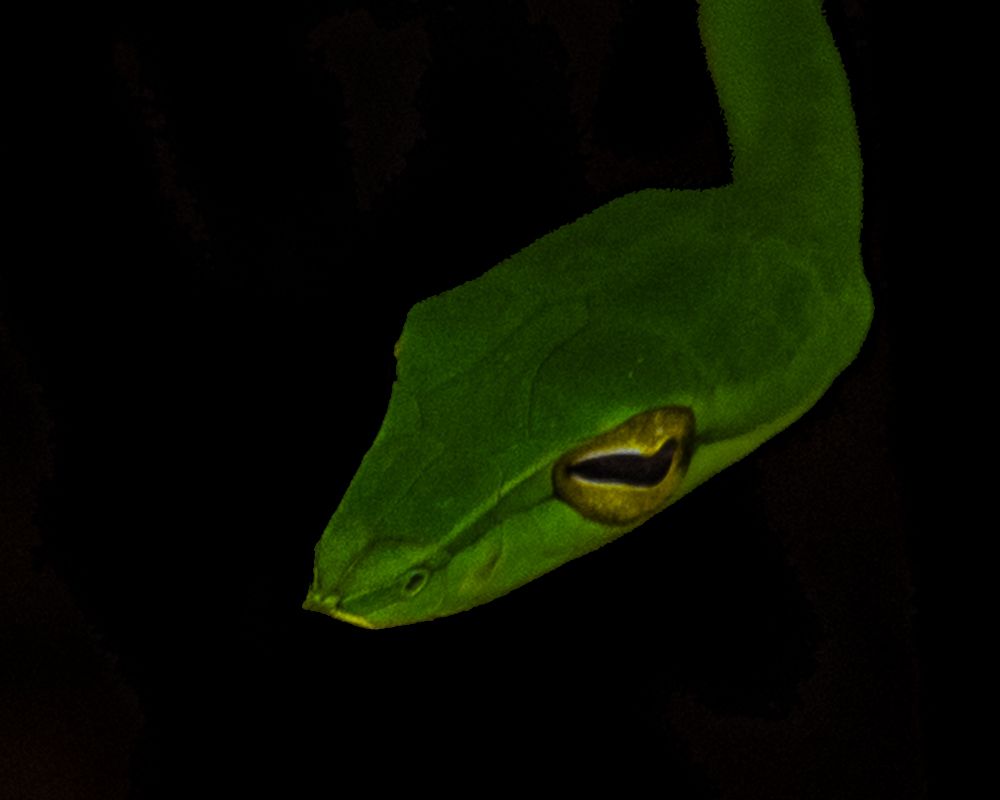 Photograph by Vinsara Senanayake