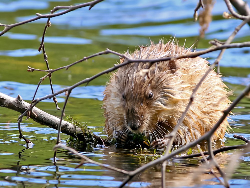 Ондатра - младшая сестра бобра