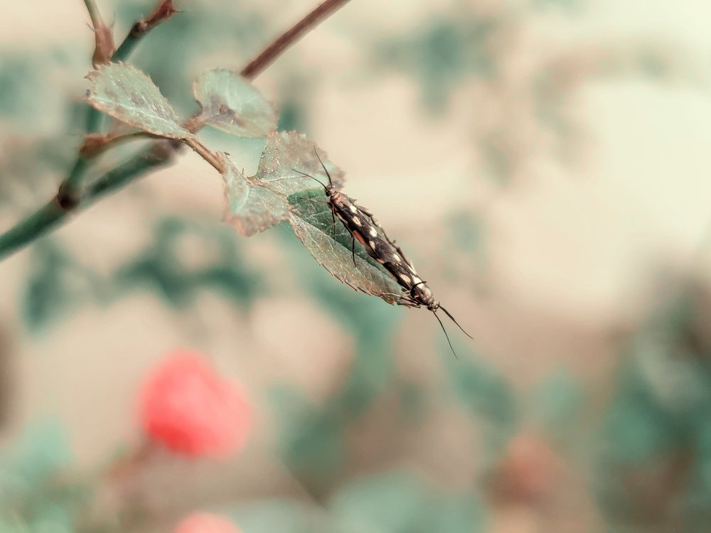 Photograph by Zin Maung Thant