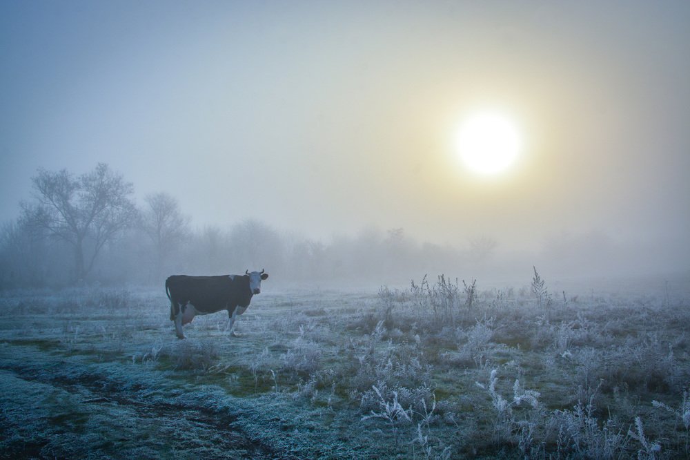 Foggy hoarfrost and cow