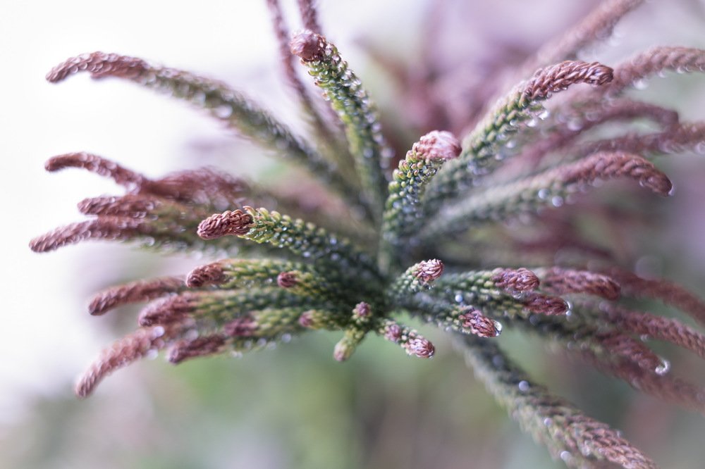 Ветвь Араукарии