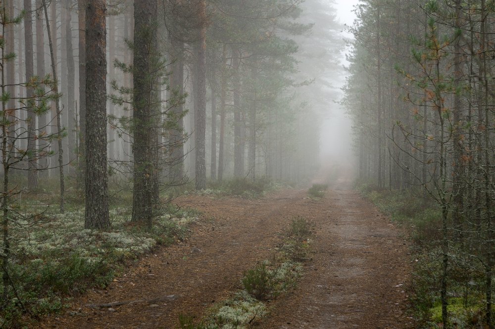 Photograph by Светлана Давыдова