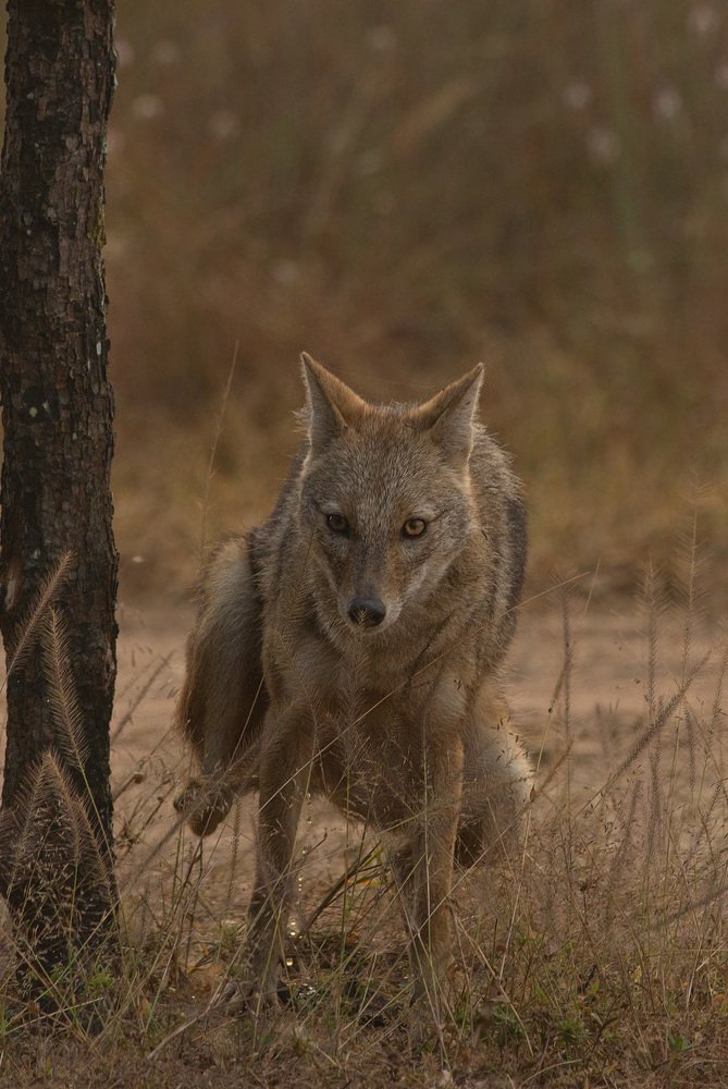 Indian Golden Jackel