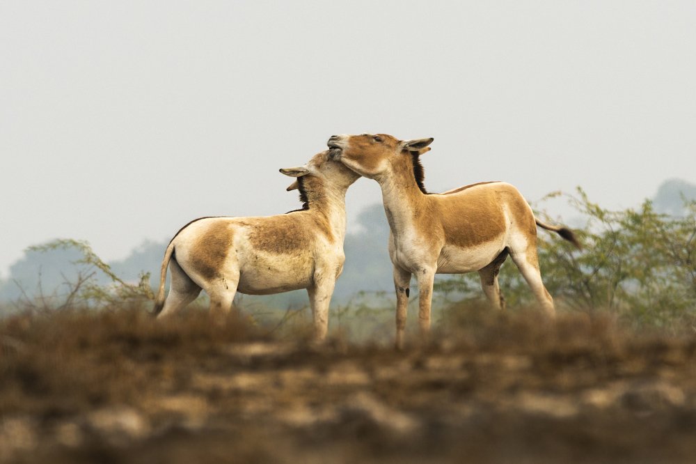 Photograph by Sanjoy Adak