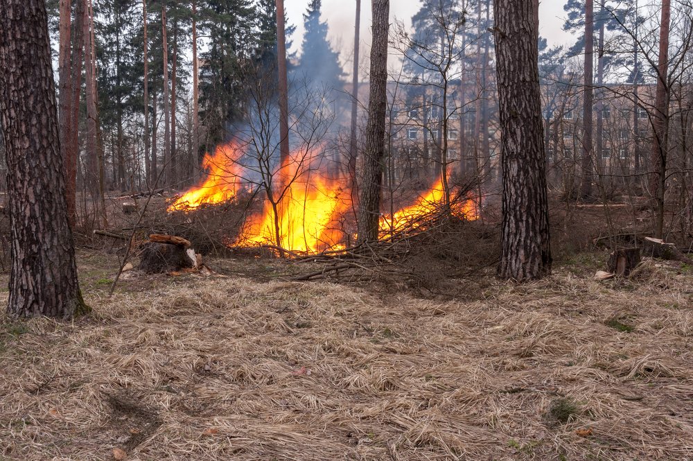 Вот так начинаются лесные пожары