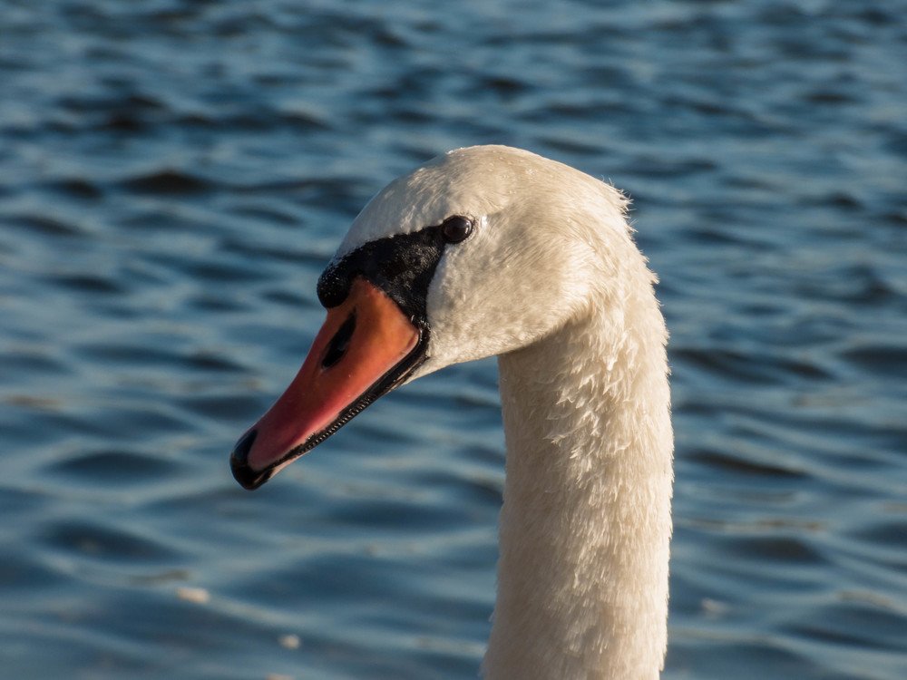 Лебединый портрет